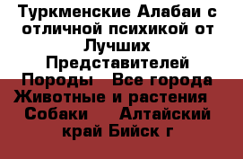 Туркменские Алабаи с отличной психикой от Лучших Представителей Породы - Все города Животные и растения » Собаки   . Алтайский край,Бийск г.